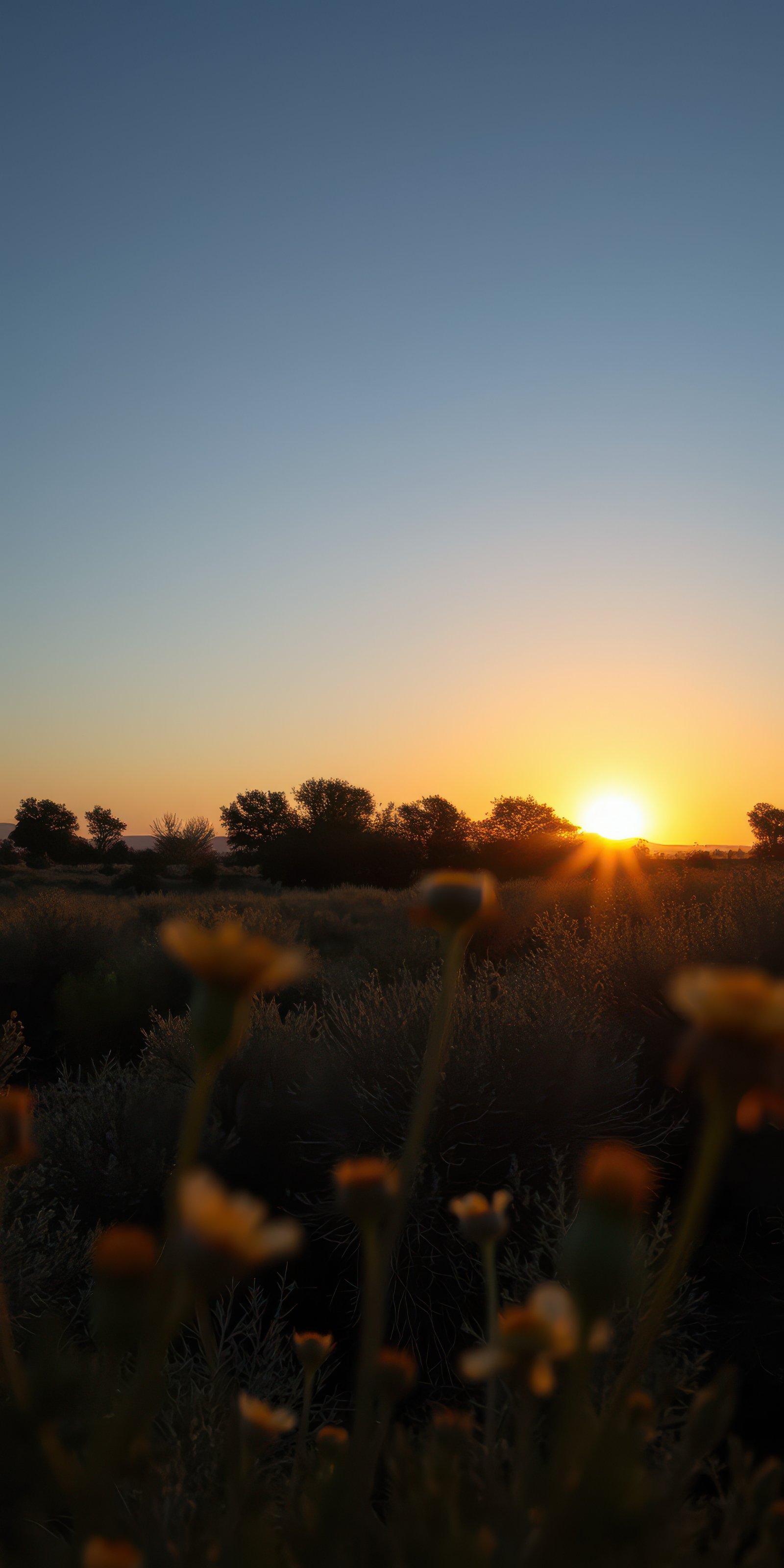 Sunset over a blooming field with soft light illuminating the horizon and silhouettes of trees